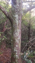 Juniperus cedrus