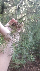 Juniperus cedrus