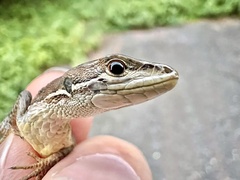 Takydromus tachydromoides