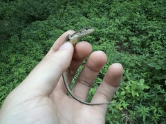Takydromus tachydromoides