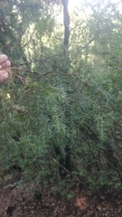 Juniperus cedrus