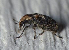 Euparius paganus