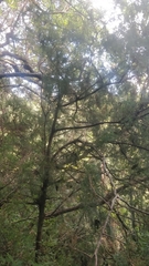 Juniperus cedrus
