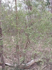 Styphelia mutica