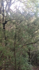 Juniperus cedrus