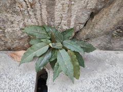 Ficus virens