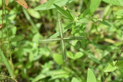 Dactyloctenium aegyptium