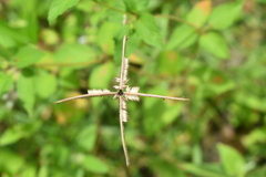 Dactyloctenium aegyptium