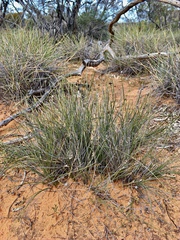 Schoenus subaphyllus