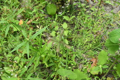 Dactyloctenium aegyptium