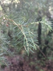 Juniperus cedrus
