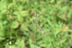 Dactyloctenium aegyptium