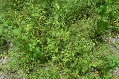 Dactyloctenium aegyptium