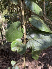Parsonsia