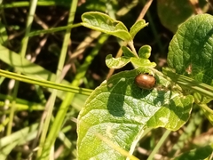 Chrysolina staphylaea