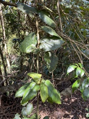 Parsonsia
