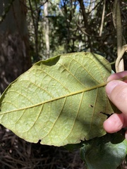 Parsonsia