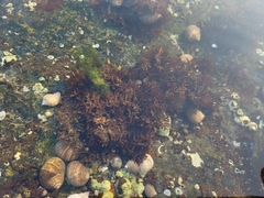 Chondrus crispus