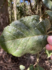 Parsonsia