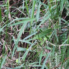 Tetrarrhena juncea