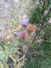 Cirsium