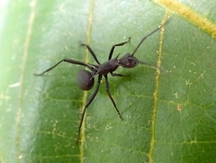 Polyrhachis armata