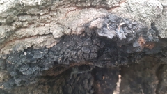 Inonotus nidus-pici