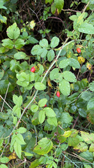 Rosa gymnocarpa
