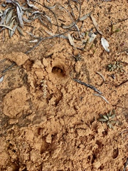 Tachyglossus aculeatus