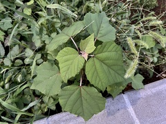 Mallotus japonicus