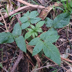 Sambucus gaudichaudiana