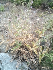 Cirsium