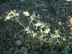 Chrozophora tinctoria