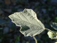 Chrozophora tinctoria