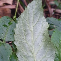Sambucus gaudichaudiana