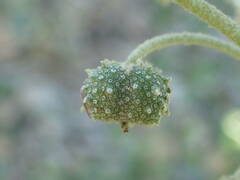 Chrozophora tinctoria