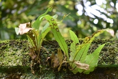Polypodiaceae