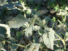 Chrozophora tinctoria