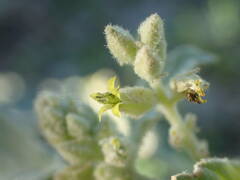 Chrozophora tinctoria