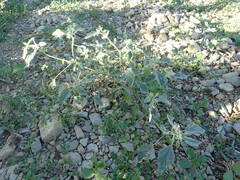 Chrozophora tinctoria