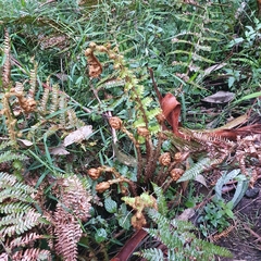 Polystichum proliferum