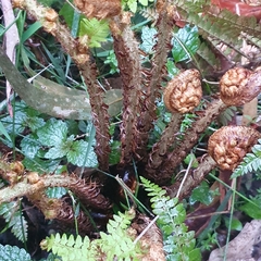 Polystichum proliferum