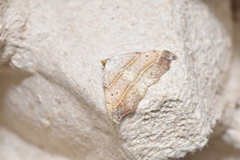 Laspeyria flexula