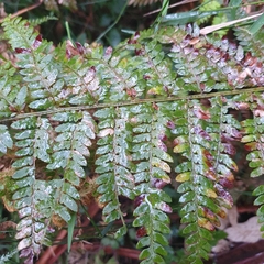 Polystichum proliferum