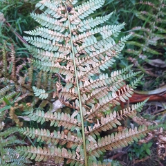 Polystichum proliferum