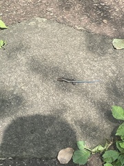 Plestiodon finitimus