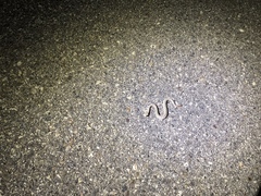 Crotalus cerastes cerastes