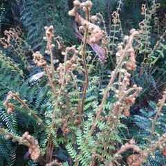 Polystichum proliferum