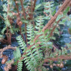 Polystichum proliferum