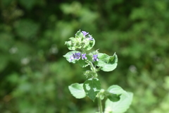 Mesosphaerum suaveolens